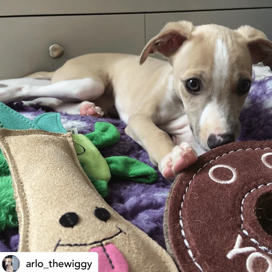 Sustainable Dog Toy Lenny The Leek